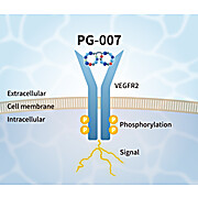 VEGF Alternative Peptide