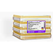 2XYT Agar with 2% Glucose, Carb-100, Tet-20