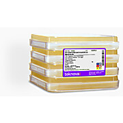 2XYT Agar Plates with 2% Glucose and Amp-100, Sterile