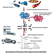 SILu™Prot MAPT Microtubule-associated protein tau-441 human