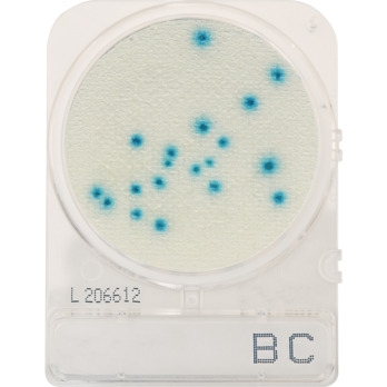 CompactDry™ Bacillus cereus (BC), for colony counts