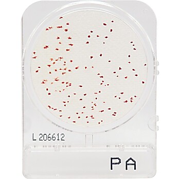 CompactDry™ Pseudomonas aeruginosa (PA)
