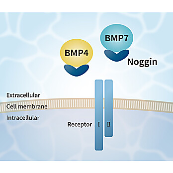 Noggin-like Peptide