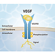 VEGF Alternative Peptide