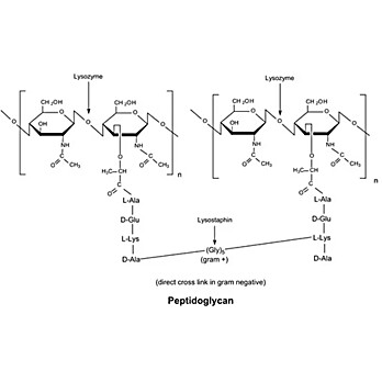 CHICKEN EGG WHITE LYSOZYME, 10MG/ML 10ML