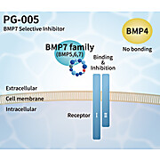 BMP7 Selective Inhibitor Peptide