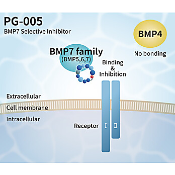 BMP7 Selective Inhibitor Peptide