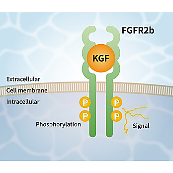 KGF Alternative Peptide