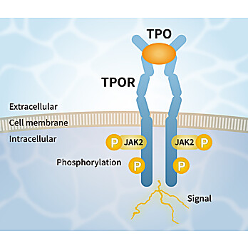 TPO Alternative Peptide