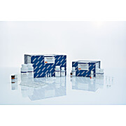 QIAamp DNA Blood Mini Kit (50)