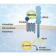 Wnt3a Alternative Peptide