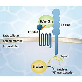 Wnt3a Alternative Peptide
