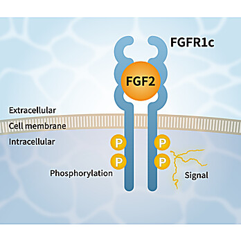 FGF2 Alternative Peptide