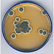 Sabouraud Dextrose Agar Sodium thiosulphate, Tween®, Histidine, Lecithin, lid, ICR