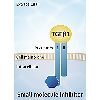 TGFß1 Inhibitor Peptide