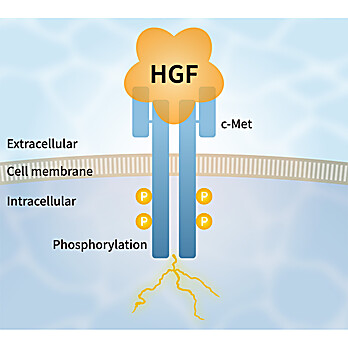 HGF Alternative Peptide