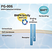 BMP4 Selective Inhibitor Peptide