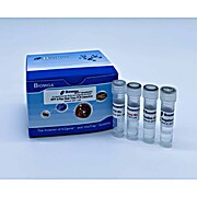 RPP 5-Plex Real Time PCR Detection