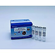SC2 FluA&B Real Time PCR Detection