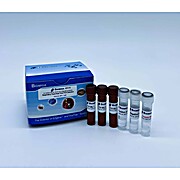 Respiratory Panel Real Time PCR Detection