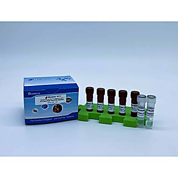 UTI Panel Real Time PCR Detection
