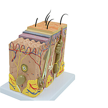 United Scientific® Skin Model 70 times enlarged
