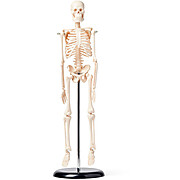 United Scientific® Human Skeleton Model, 42 cm