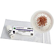 Arabidopsis Seeds, Pk/300 Colombia Wild Type