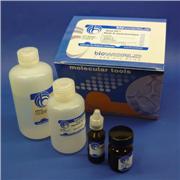 Biolife Mug-Galactosidase Assay Kit, 500 Assay(s)