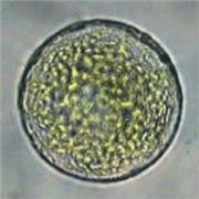 Pectinase