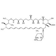 Amphotericin B