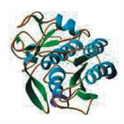 Proteinase K