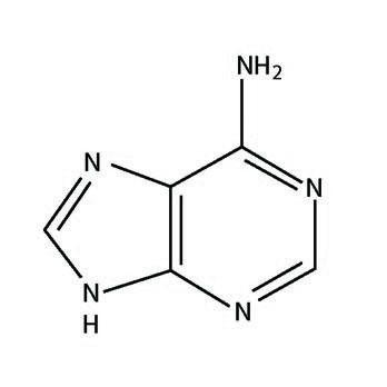 Adenine (6-Aminopurine)