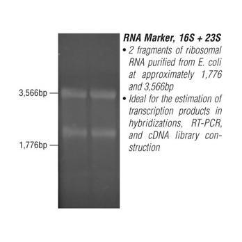 RNA Molecular Weight Markers