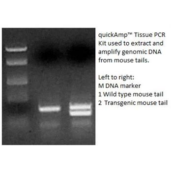 quickAmp™ Plant PCR Kit