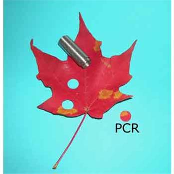 Leaf PCR Kit, 1 Kit