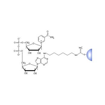 NAD-Separopore® (Agarose) 4B-CL (Lyophilized)