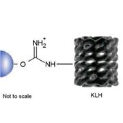 KLH Separopore® (Agarose) 4B