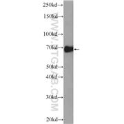 ARNTL Rabbit Polyclonal Antibody (14268-1-AP)
