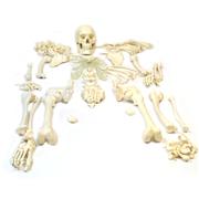 Full Disarticulated Human Skeleton Model