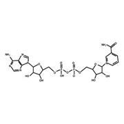 NAD(Nicotinamide adenine dinucleotid