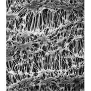Fluoropore™ PTFE Membrane Filters
