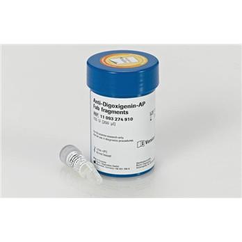 Anti-Digoxigenin-AP, Fab fragments, from sheep