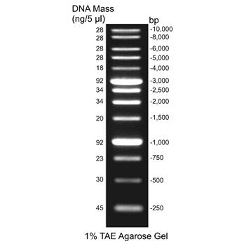 1 Kb DNA Ladders