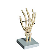 Human Hand Model