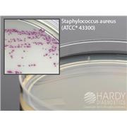 HardyCHROM™ MRSA