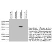 Goat Anti-Mouse IgG, Human ads-HRP