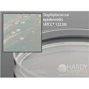 Nutrient Agar