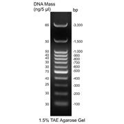 100 bp DNA Ladders