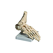 Human Foot Model